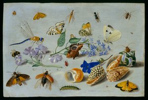 蝶とその他の昆虫、1661年（銅に油彩）